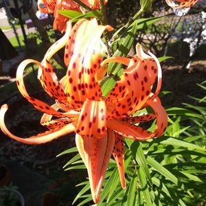 Meet your Posher, Joyce